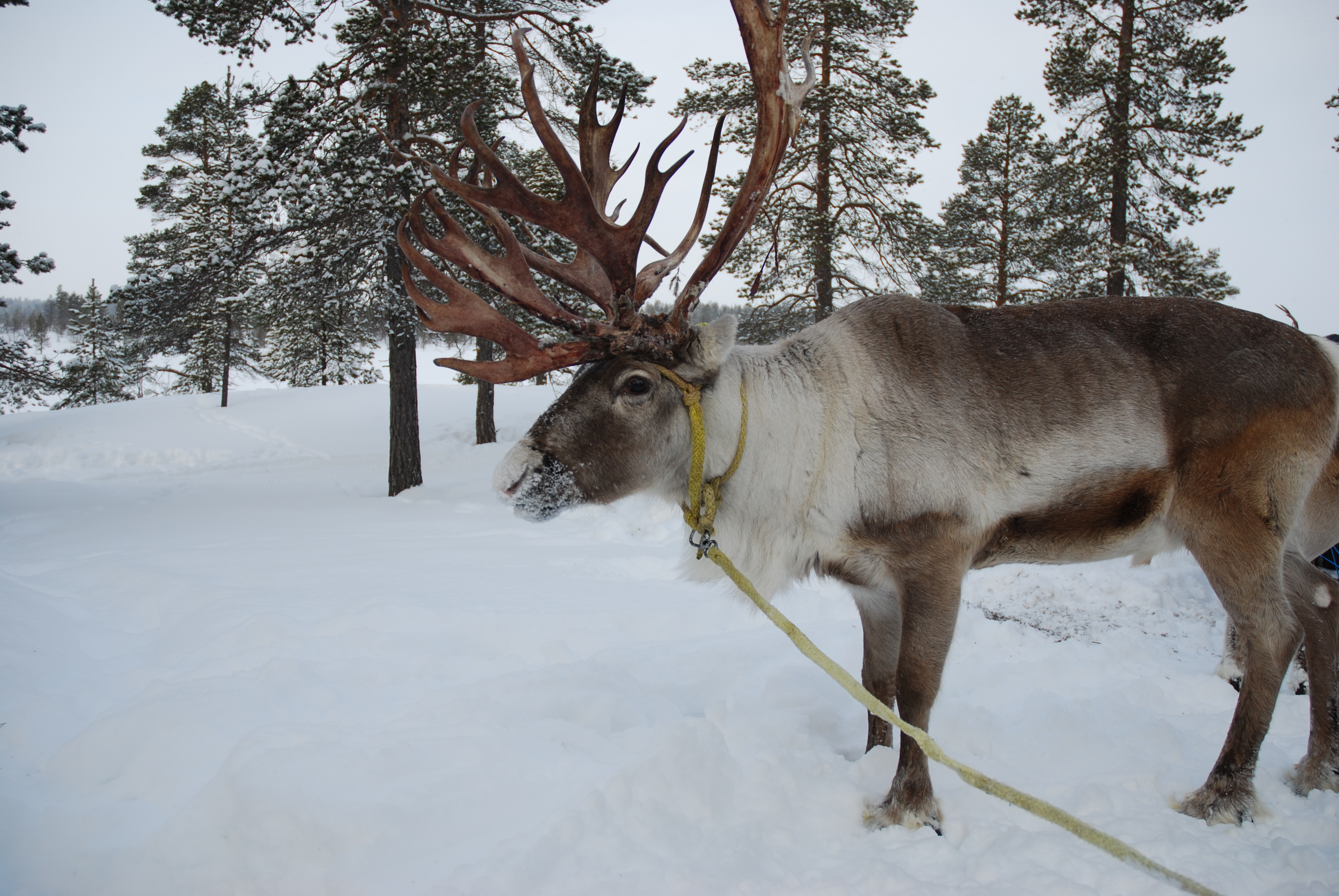 Why Is Rudolph’s Nose So Bright?