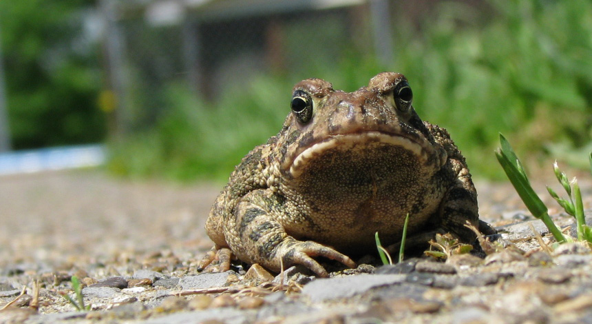 Warts Love Family and Friends