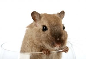 Fat Mice, Liposuction, and Cancer