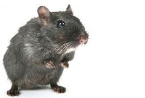 Cancer, Age and Immunity