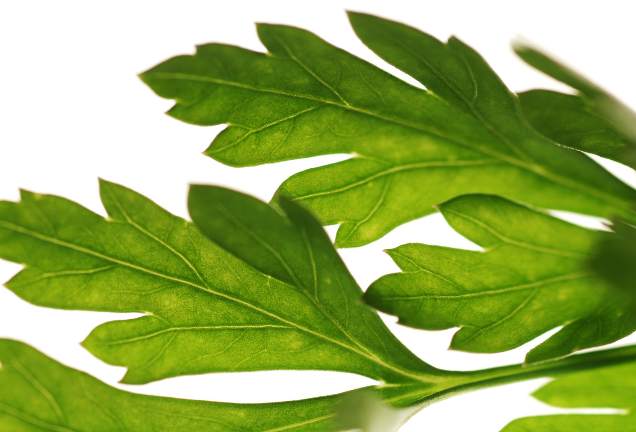 Herbs Linked to Novel Diabetes Treatment