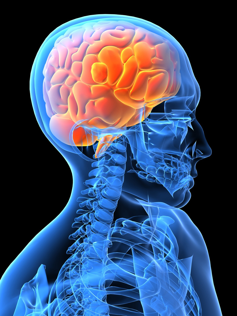 Mechanism Controls Marijuana-like Brain Substance 