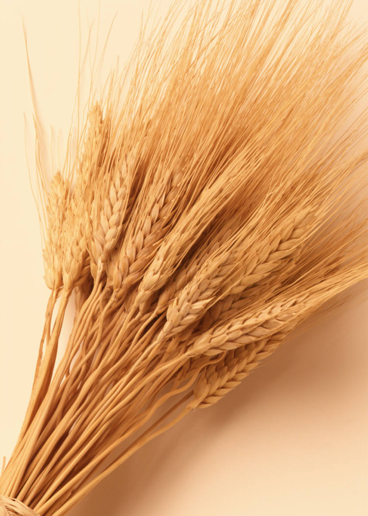 Don't Gain, Eat Whole Grain!