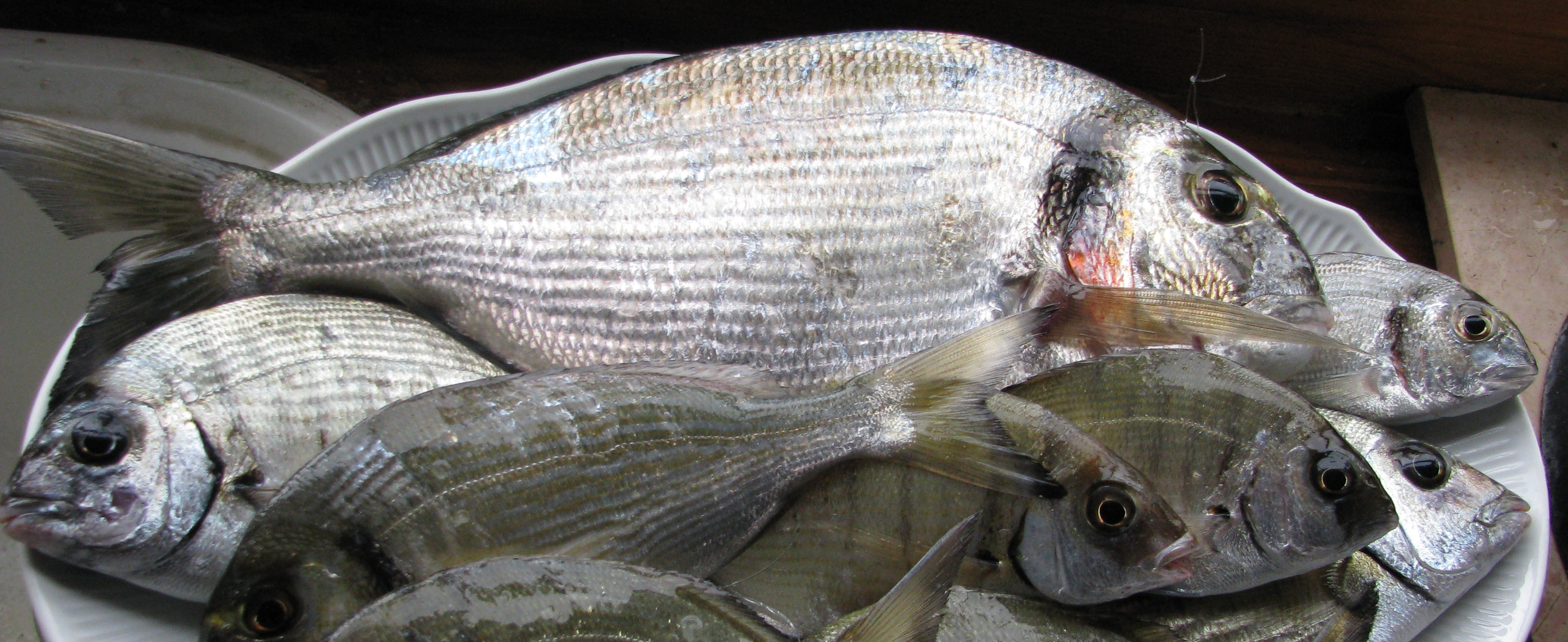 Nothing Fishy Here About Autism