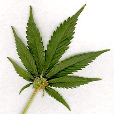 Medical Cannabis Dilemmas 