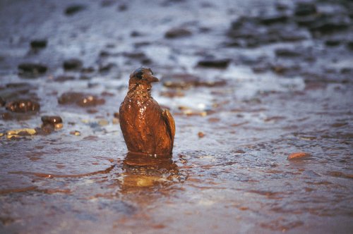 Mental Health Effects of BP Gulf Disaster