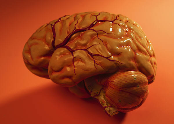 Heart Health May Slow Aging in Brain 