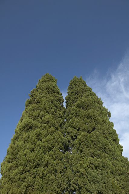 Pine-Bark Extract: No Help to Heart Health