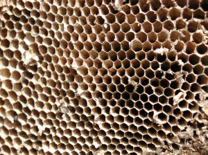 The Busy Bees Fighting Cancer