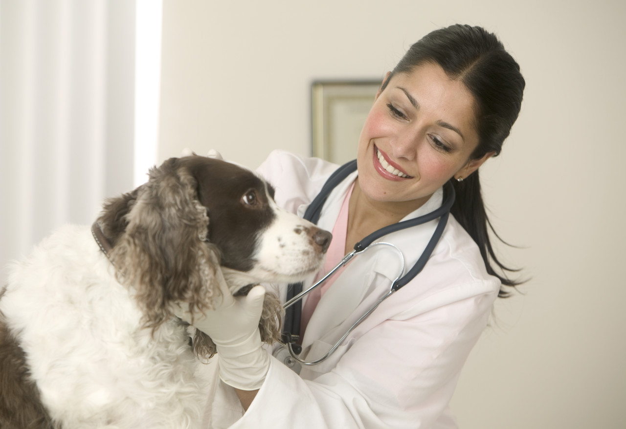 Lymphoma Drug Shows Promise in Dogs