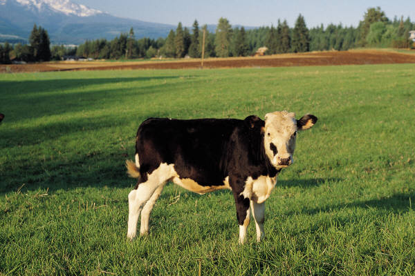 Bullseye for Mad Cow Disease Drug Treatment