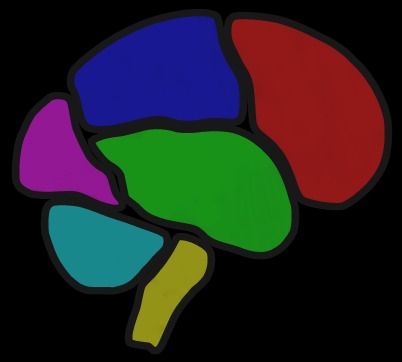 Brain Exercises: the Good and Bad News