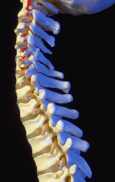 Protein at Root of Osteoporosis, Obesity