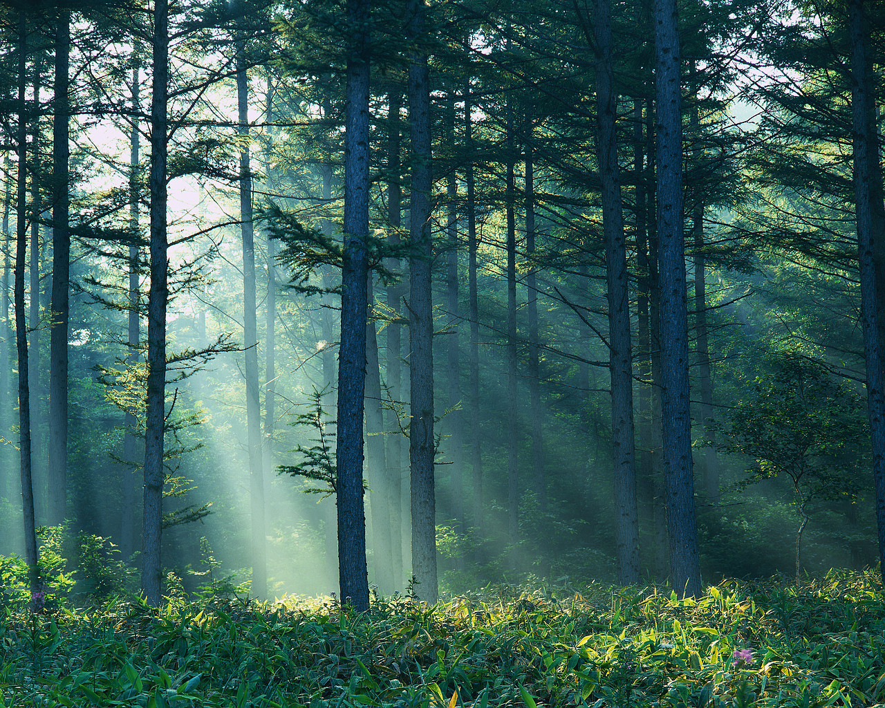 Ears Ringing? Try Some Pine Bark