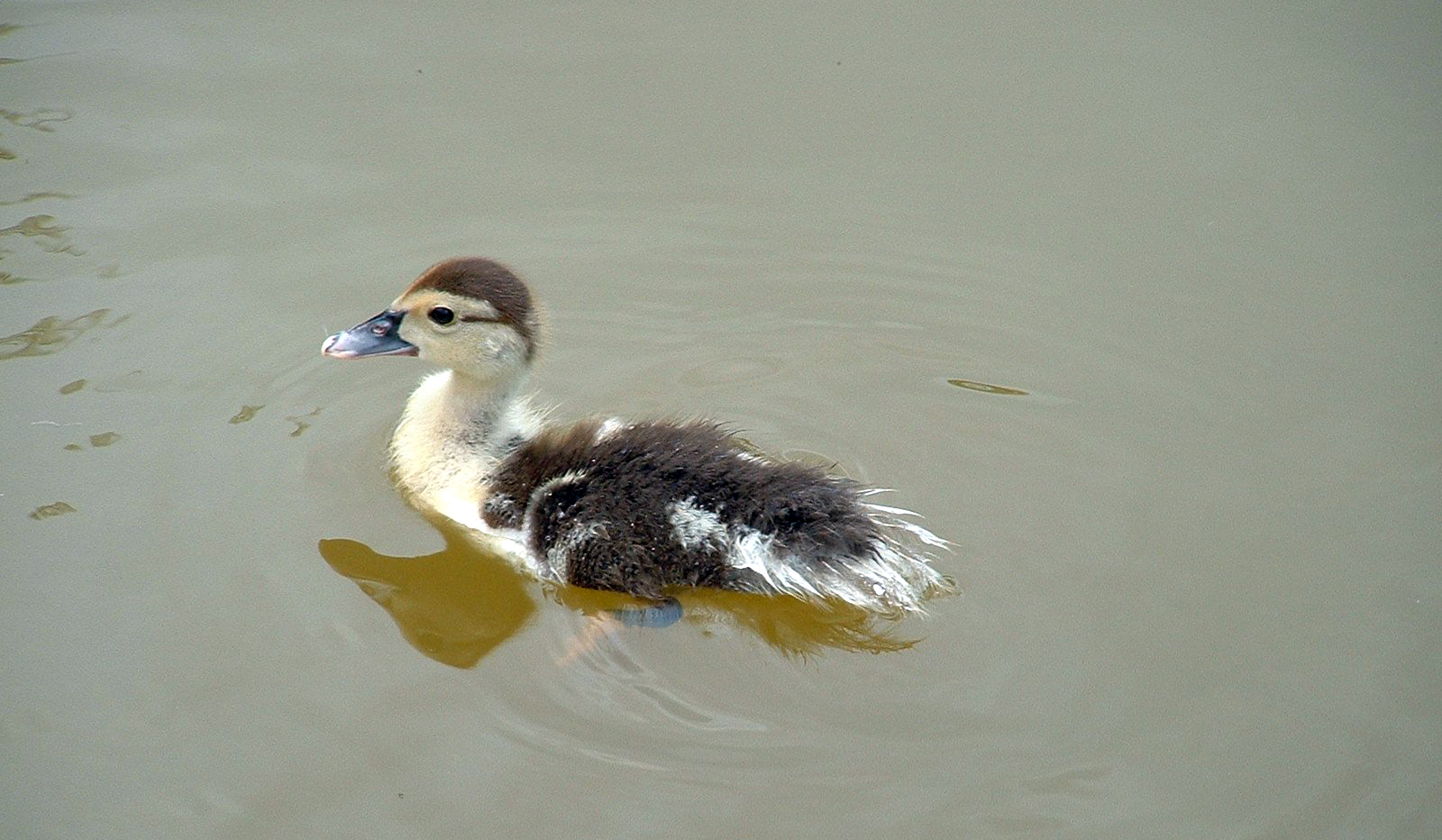 When the "Ugly Duckling" is Overweight