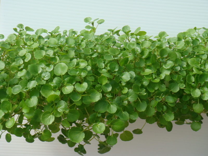 Watercress May Suppress Breast Cancer Cell Development 