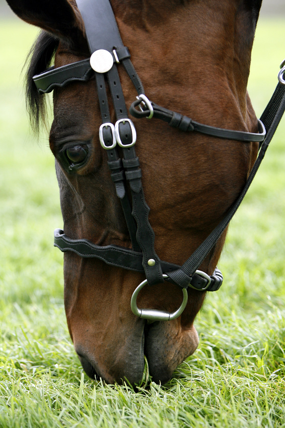 Researchers Closer to Genital Cancer Cure, No Horsing Around