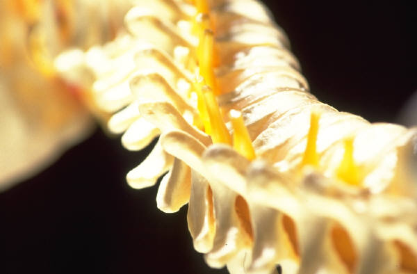 This Injection May Reduce Fracture Risk