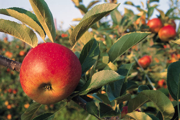 Don't Give Up On Apples