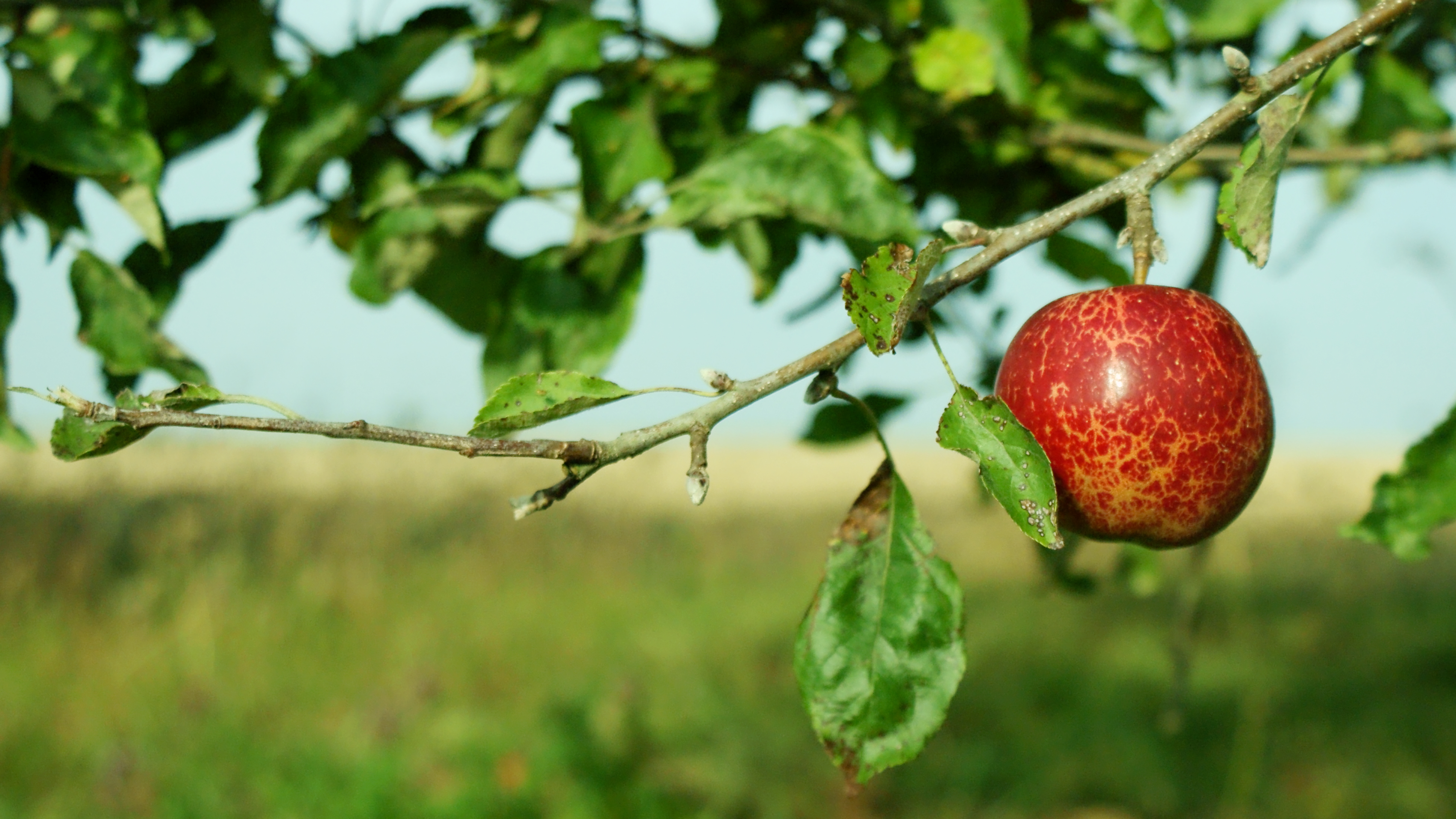 Apples Don't Fall Far From the Personality Tree