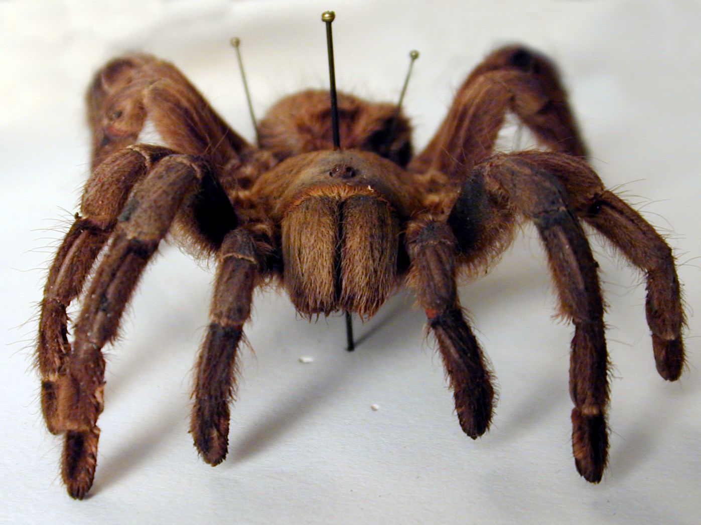 Arachnophobia Smerachnophobia