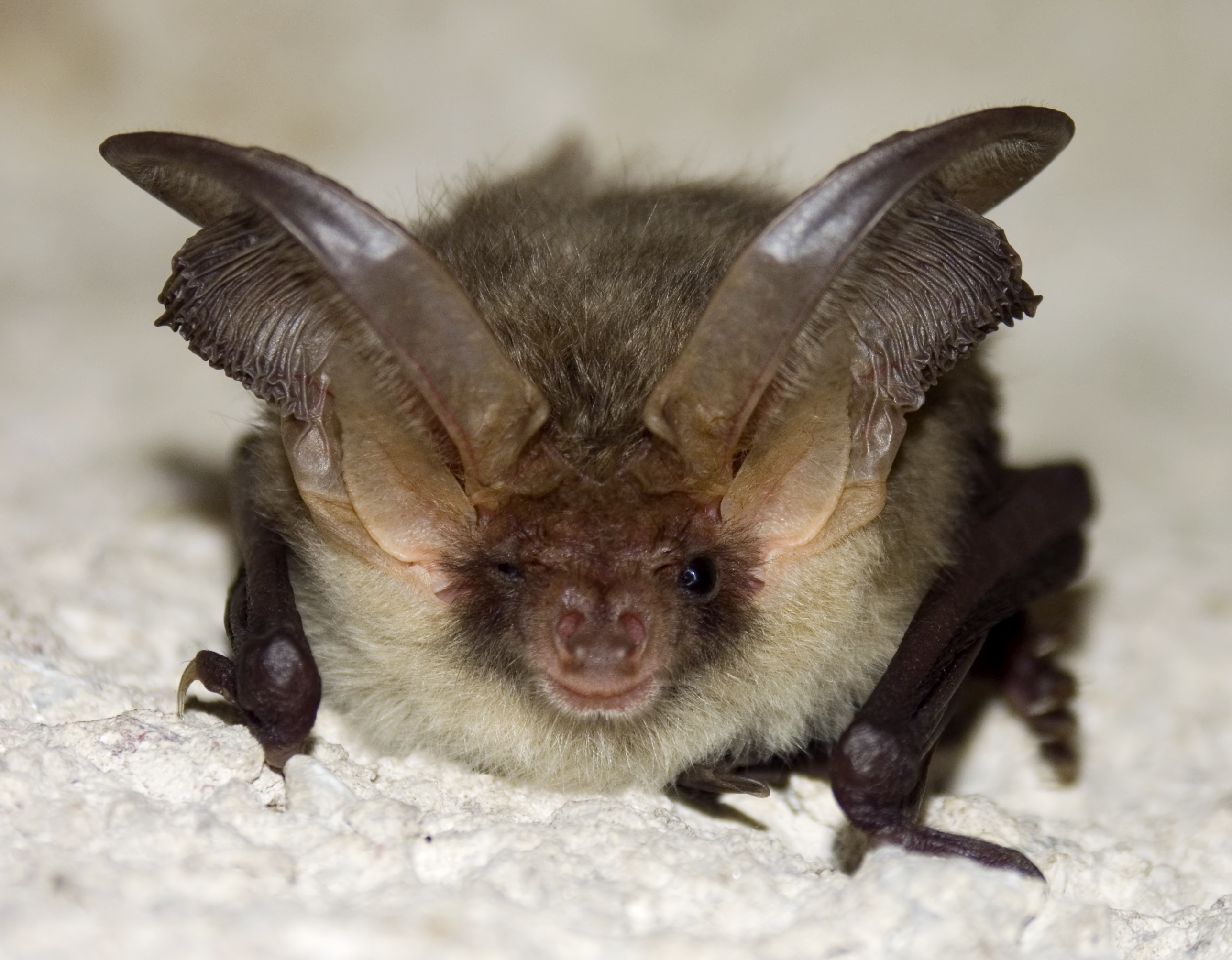 Old Bats Have Secrets of Youth 