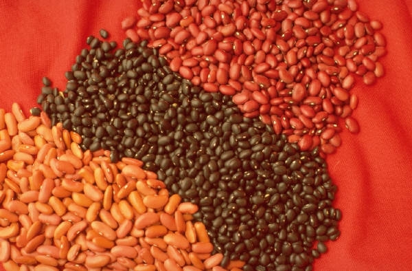 Beans Beans the Magic Fruit