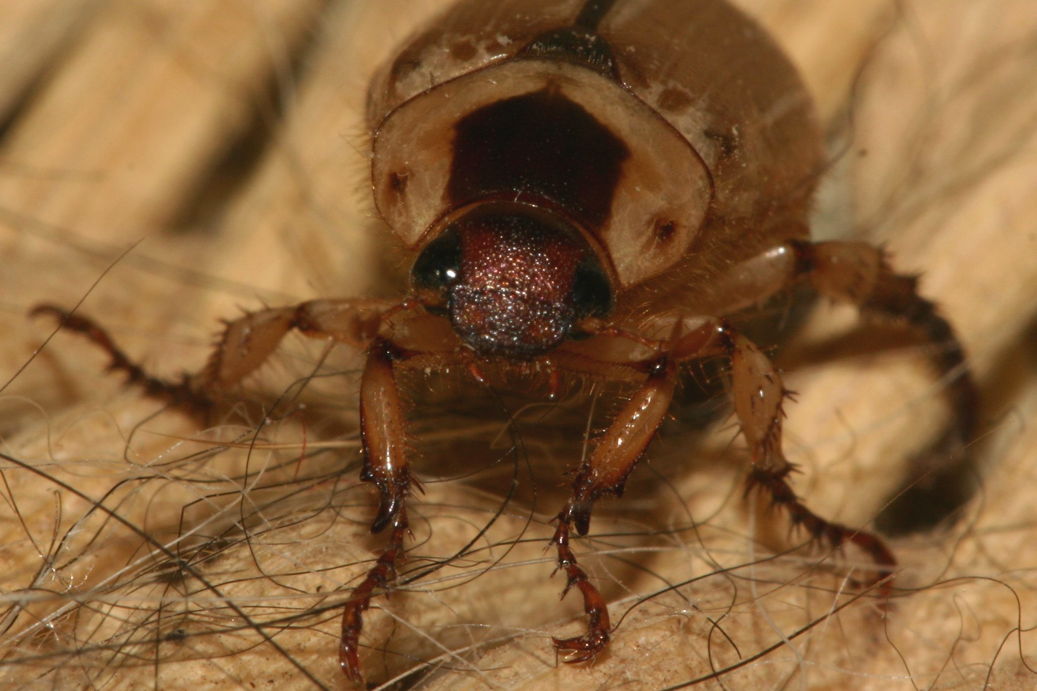 Do It Yourself Bed Bug Trap