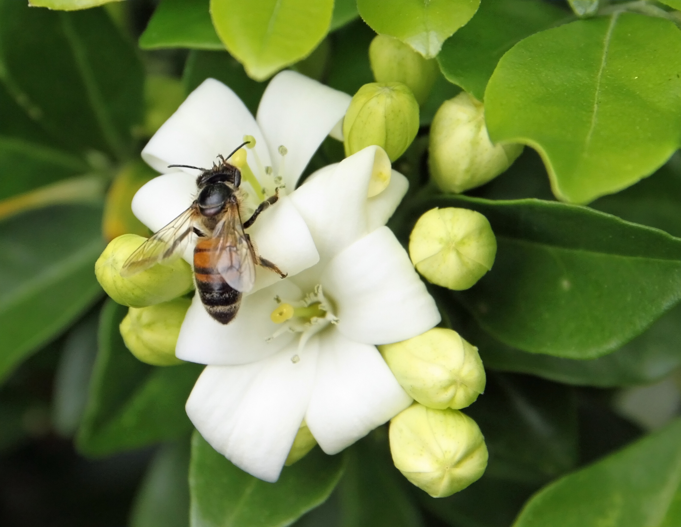 High Pollen Count Linked to ER visits