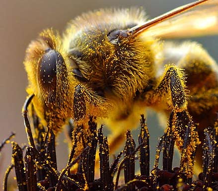 “Bee” Careful if You’re Allergic to Pollen