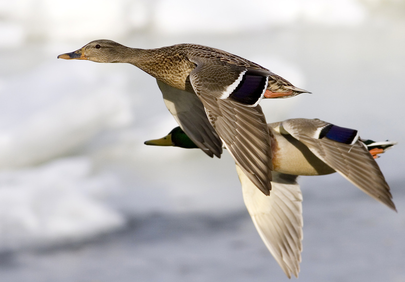 Bird Flu More Prevalent But Fewer Dying