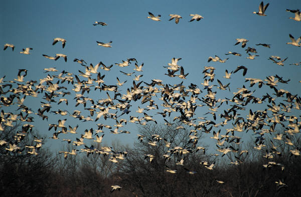 Experts Concerned Over Bird Flu