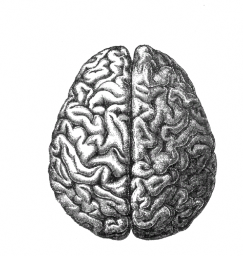 The Hyperactive Cranium 
