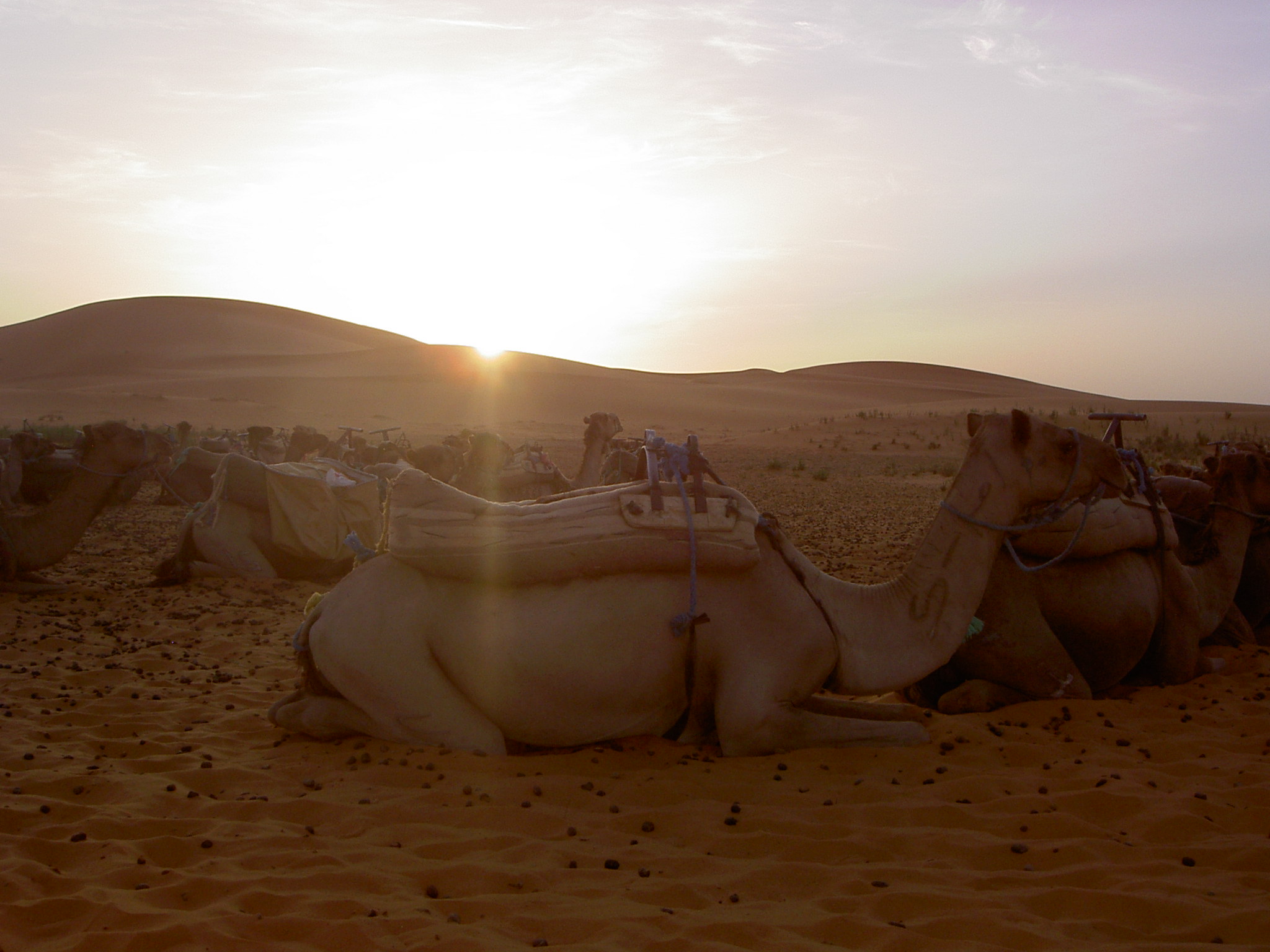 Do Camels Hold the Key to MERS?