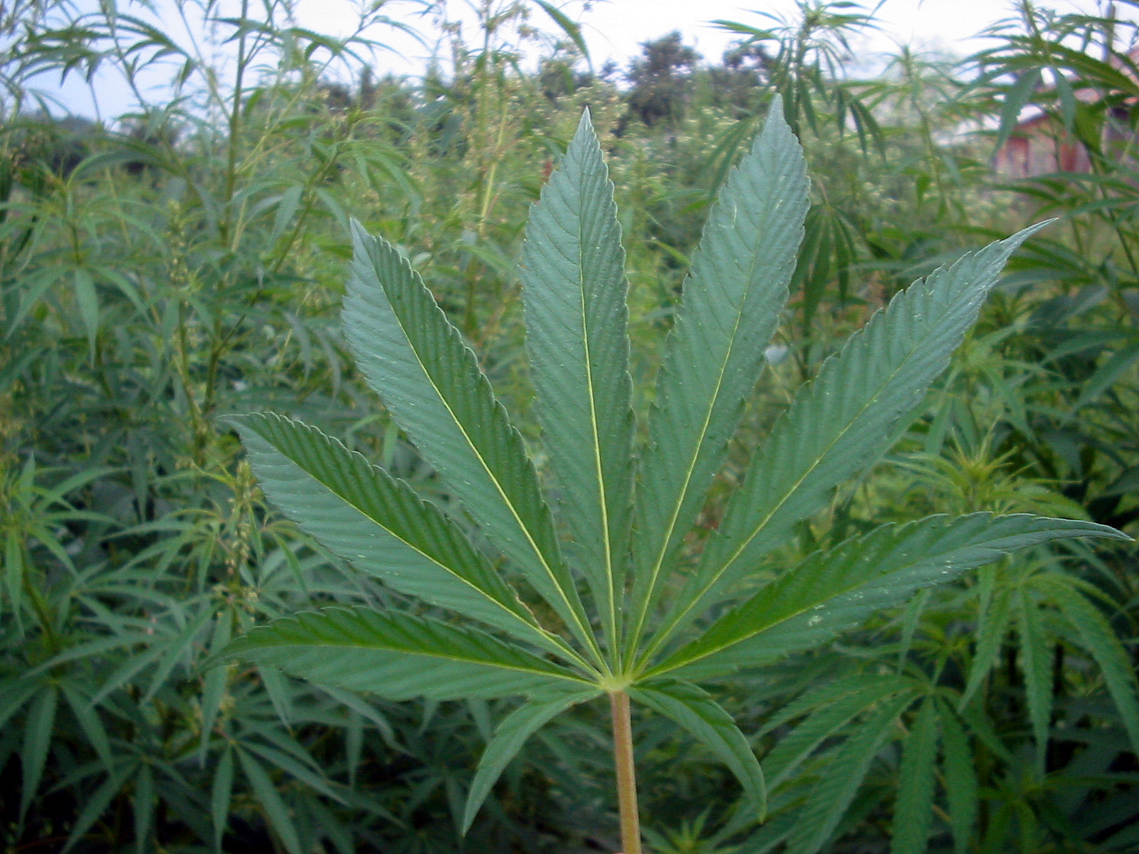Cannabis: An Infamous Treatment