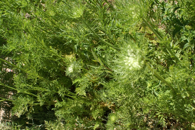 "Death Carrot" Comes to Cancer