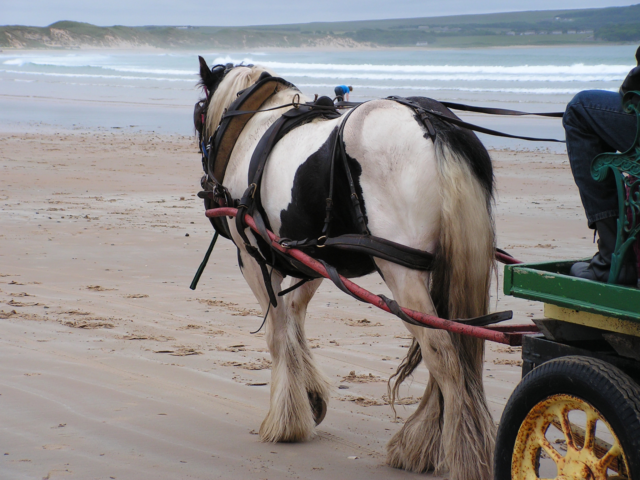 Testosterone Horse Still Leading the Cart in Healthy Aging