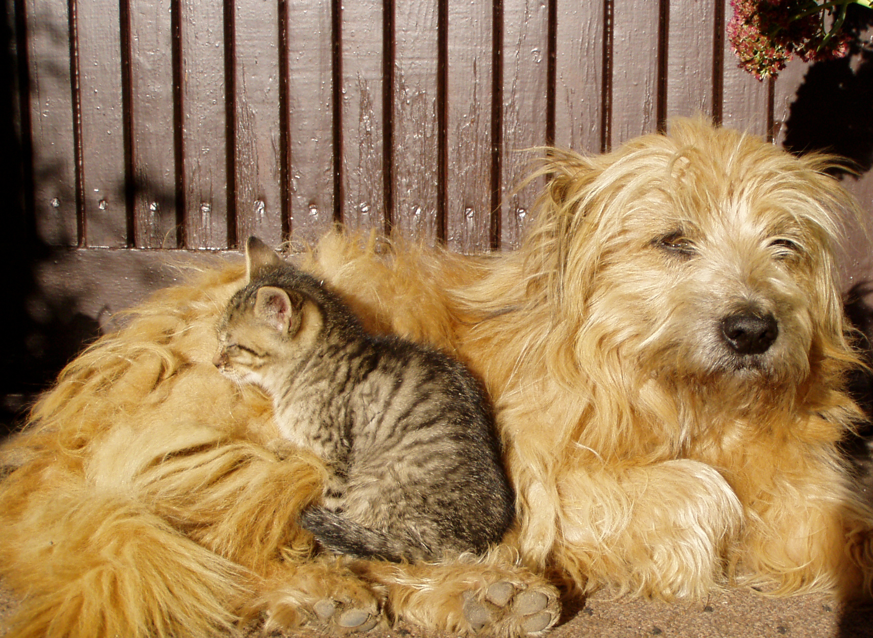 Dogs & Cats Linked to Healthier Babies