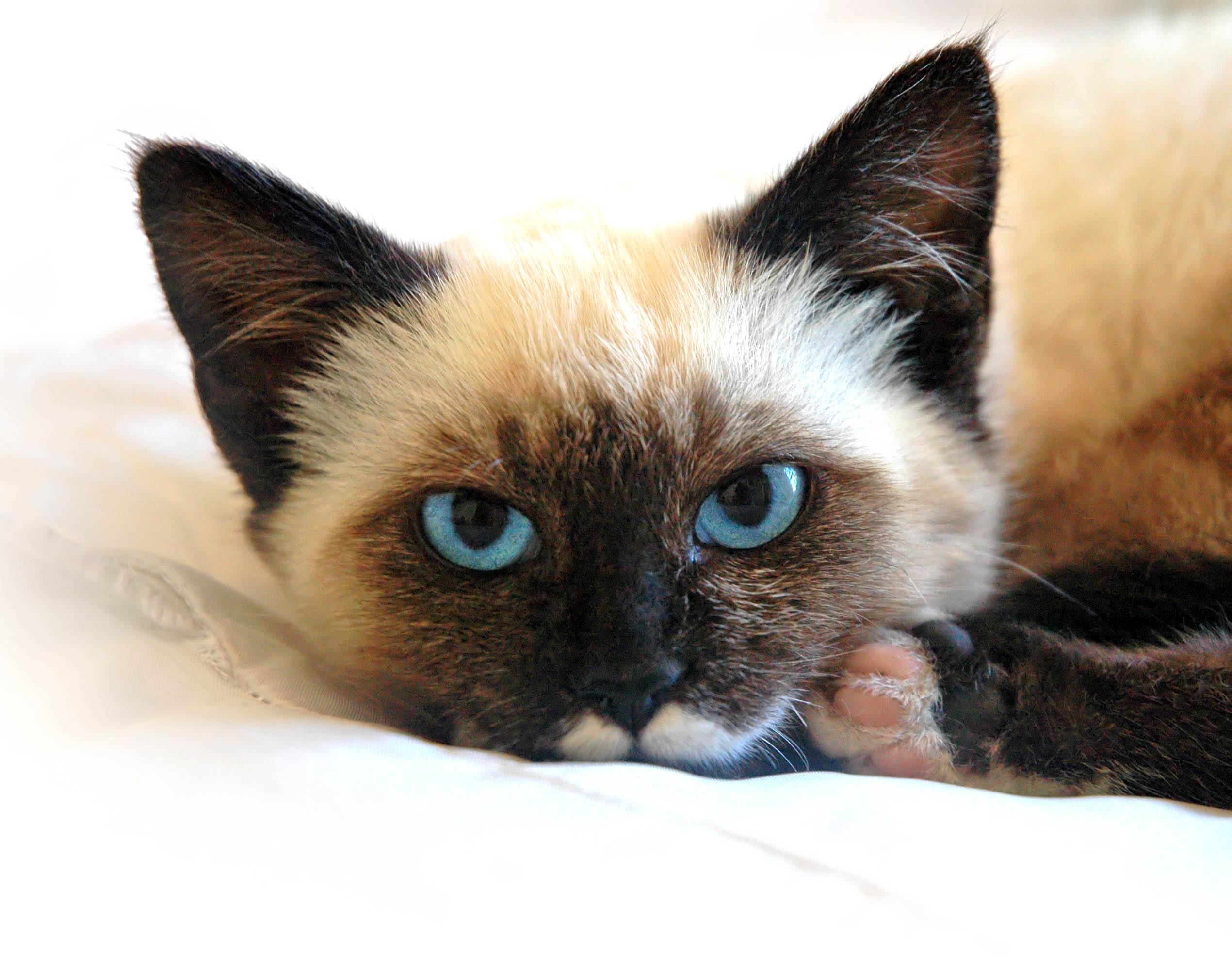 More Meow, Less Achoo!
