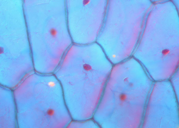 Stem Cells Help Hearts Heal