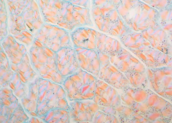 Stem Cells Have Potential to Repair Hearts