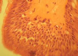 The Big Book of Cancer Cells