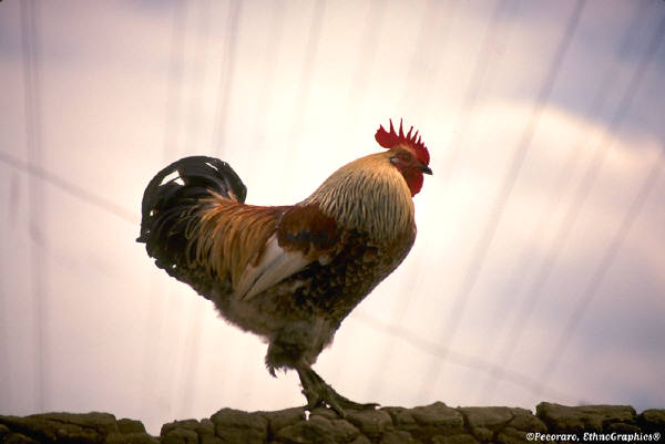Inorganic Arsenic Found in Animal Drug