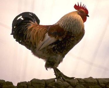 Chickenpox Risk for Asthmatics Taking Steroids Minimal