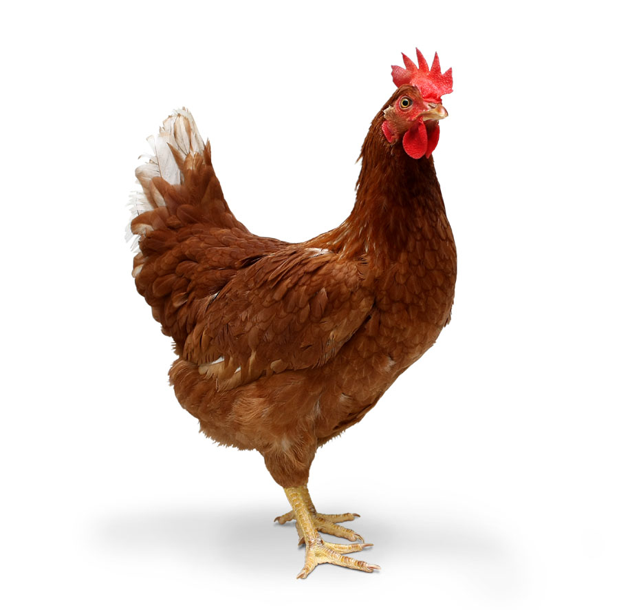Banned Antibiotics in Chicken Feathers