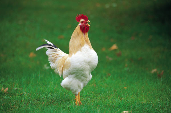 Antibiotics for Farm Animals - Not