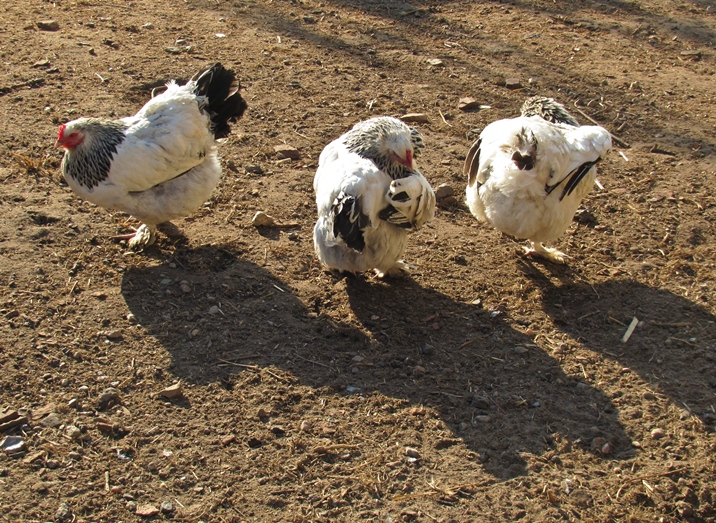 The Cancer Chicken Dance