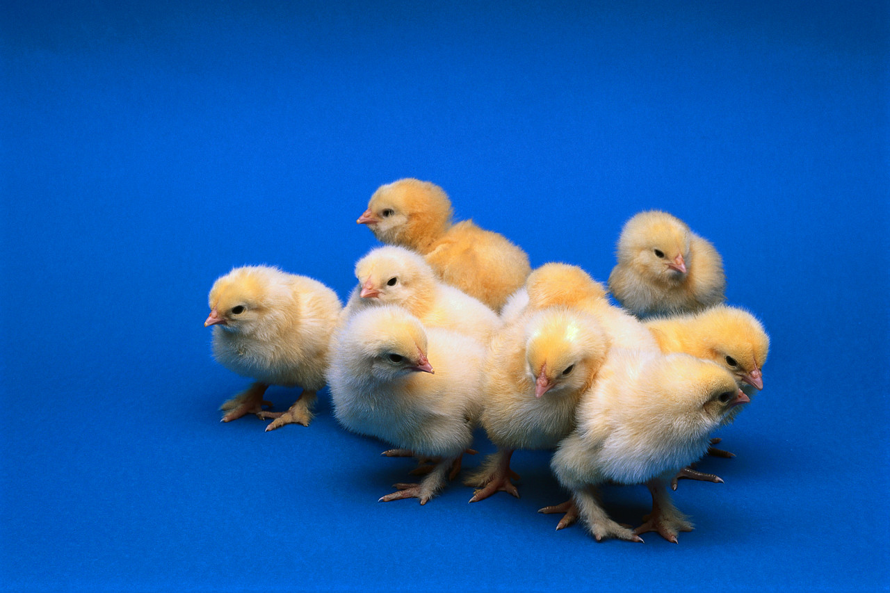 Salmonella Outbreak Tied to Mail-Order Hatchery