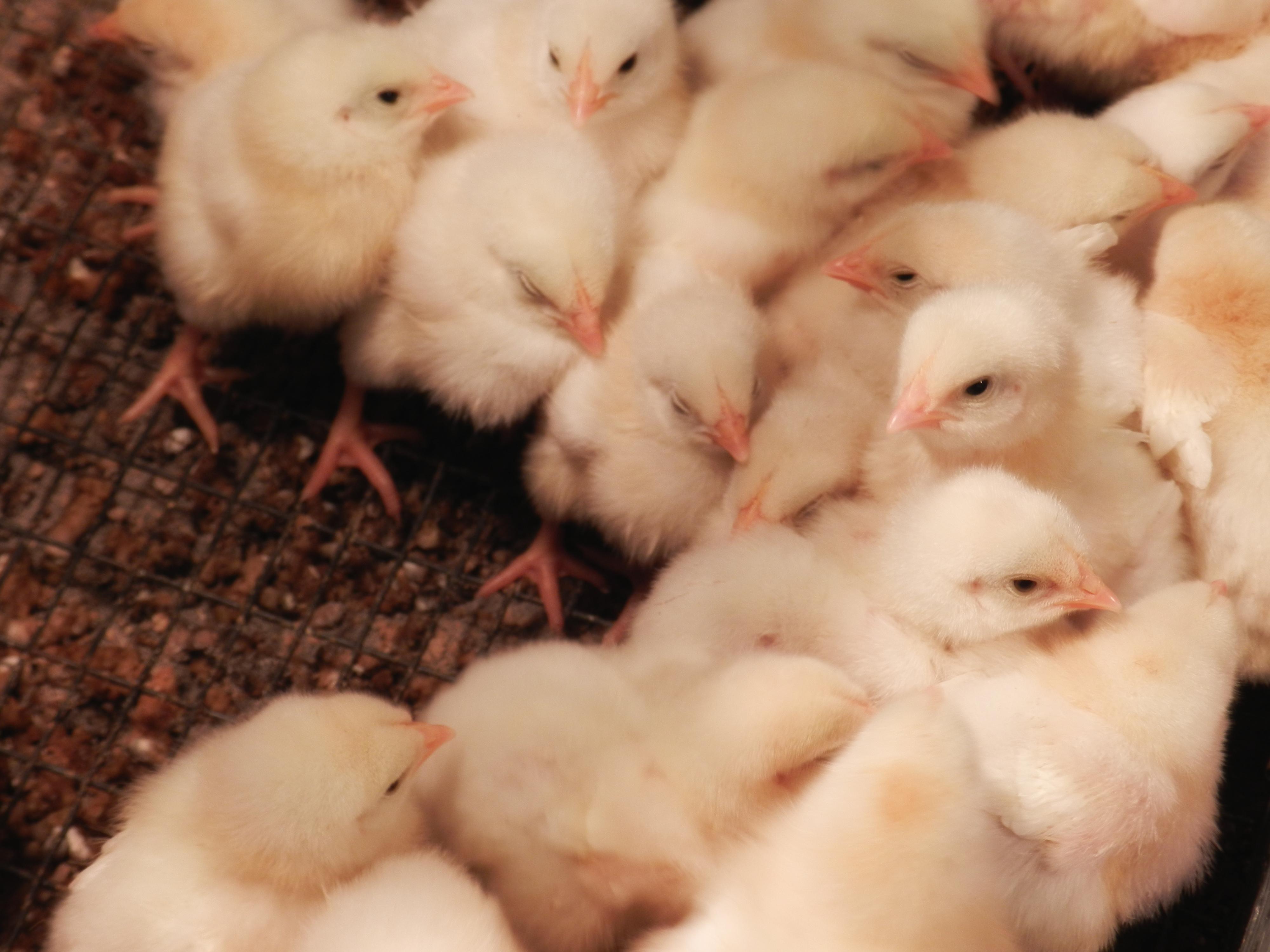 Live Birds a Salmonella Source