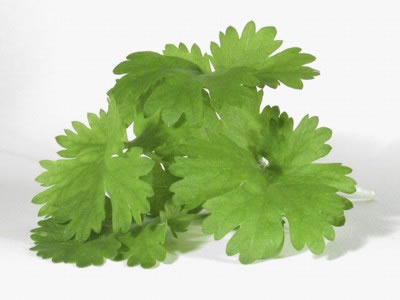 FDA Recalls Small Batch of Cilantro